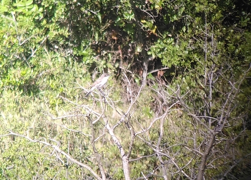 Western Orphean Warbler