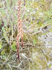 Umbilicus rupestris truncatus