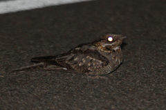Caprimulgus ruficollis