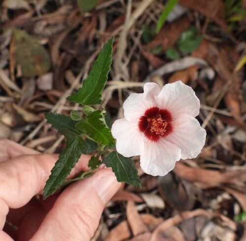 Pavonia hastata, photograph 4