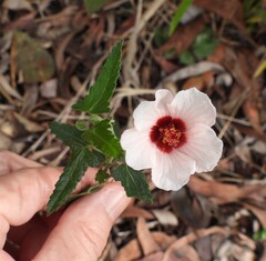 (c) Mark Clarke, some rights reserved (CC BY) Pavonia hastata, photograph (c) Mark Clarke, some rights reserved (CC BY)