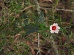 Pavonia hastata, photograph (c) Mark Clarke, some rights reserved (CC BY)