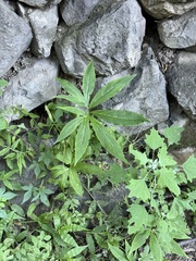 Pinellia pedatisecta, photograph (c) Jane Charlen, some rights reserved (CC BY)