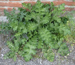 Carduus pycnocephalus