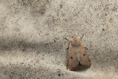 Orthosia lushana
