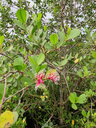 Sonneratia caseolaris, photograph 3