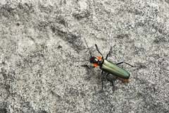 Themus explanaticollis