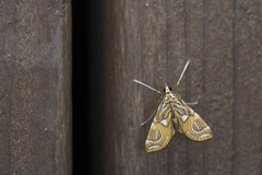 Paracymoriza cataclystalis