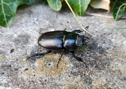 European Stag Beetle