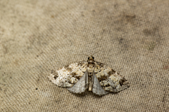 Lithacodia crotopha