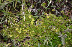 Cherleria sedoides