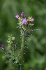 Asteraceae