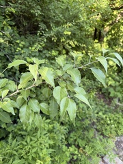 Pyrus betulifolia, photograph Jane Charlen, CC BY, iNaturalist via GBIF