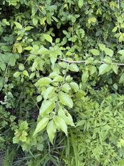 Pyrus betulifolia, photograph Jane Charlen, CC BY, iNaturalist via GBIF
