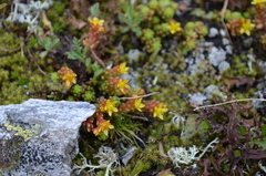 Sedum alpestre