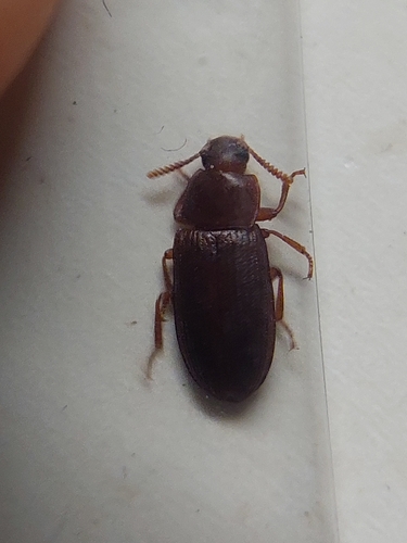 Cynaeus angustus