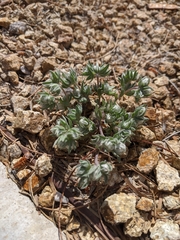 Stylocline micropoides