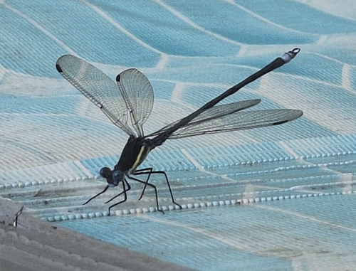 Great Spreadwing