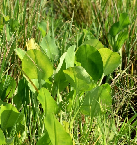 Limnocharis flava, photograph 4