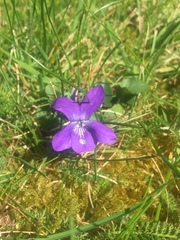 Viola riviniana