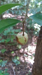 Prockiopsis hildebrandtii