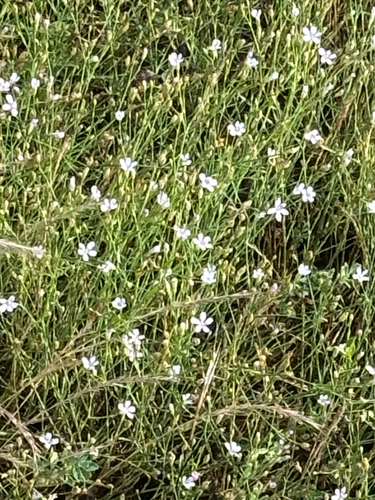 Tunicflower