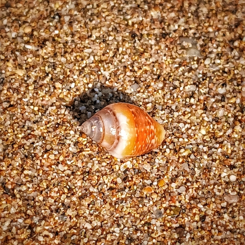 Rustic Dove-shell, Ελλάδα, photo 10 of 10