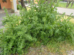 Carduus pycnocephalus