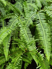 Dicranopteris pedata, photograph (c) sneha_forestry, some rights reserved (CC BY-SA)