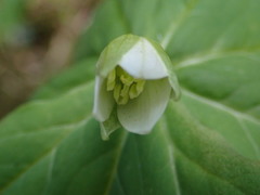 Trillium tschonoskii