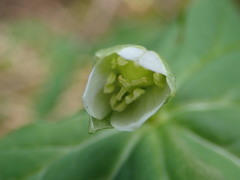 Trillium tschonoskii