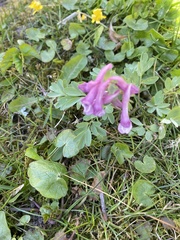 Corydalis cava
