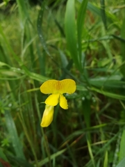 Lathyrus annuus