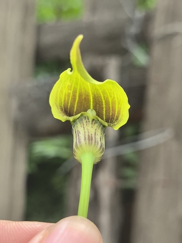 Yellow Cobra Lily