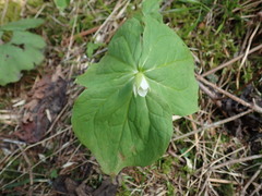 Trillium tschonoskii