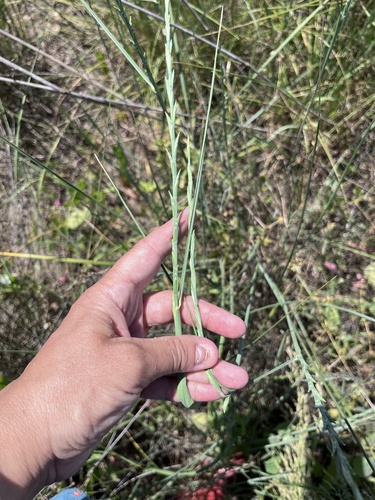 Thinopyrum elongatum, photograph 1