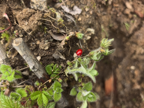 Himalayan Redberry Creeper