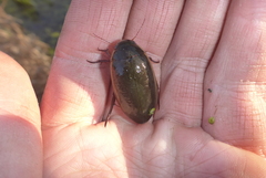 Dytiscus hybridus