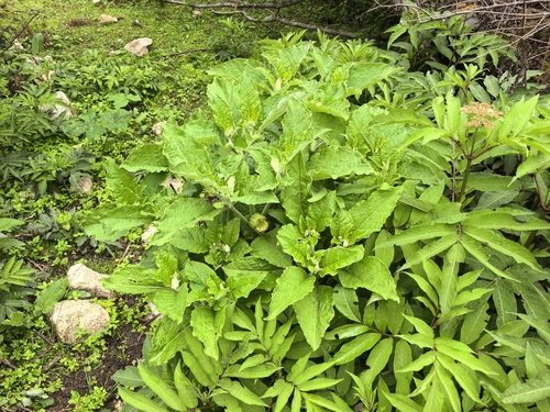 Anisodus stramoniifolius