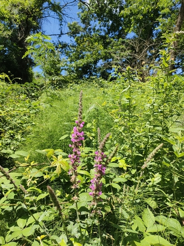 purple loosestrife