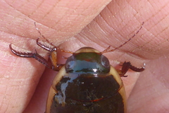 Dytiscus hybridus