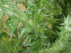 Carduus pycnocephalus