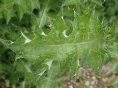 Carduus pycnocephalus