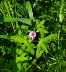 Geranium divaricatum, photograph author not stated, no rights reserved