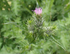 Carduus pycnocephalus