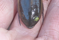 Dytiscus hybridus