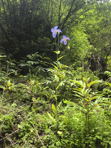 Meconopsis baileyi