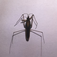 Gerris costae