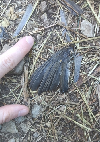 European Robin