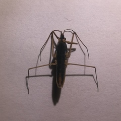 Gerris costae